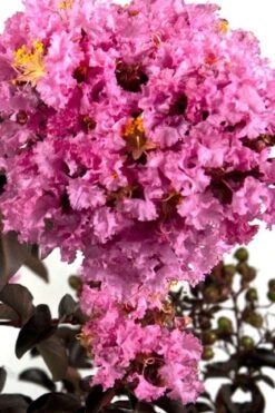 Delta Eclipse Crape Myrtle - 2 Gallon Pot -FruitTree Store Crape Myrtle Delta Eclipse BS