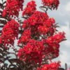 Delta Flame Crape Myrtle - 2 Gallon Pot -FruitTree Store Crape Myrtle Delta Flame 3