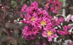 Delta Fusion Crape Myrtle - 2 Gallon Pot -FruitTree Store Crape Myrtle Delta Fusion 2