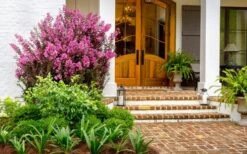 Delta Fusion Crape Myrtle - 2 Gallon Pot -FruitTree Store Crape Myrtle Delta Fusion 5