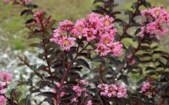 Delta Jazz Crape Myrtle - 3 Gallon Pot -FruitTree Store Crape Myrtle Delta Jazz 1