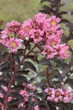 Delta Jazz Crape Myrtle - 3 Gallon Pot -FruitTree Store Crape Myrtle Delta Jazz Rev 500x750 2