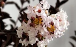 Delta Moonlight Crape Myrtle - 3 Gallon Pot 9 Delta Moonlight Crape Myrtle - 3 Gallon Pot -FruitTree Store Crape Myrtle Delta Moonlight