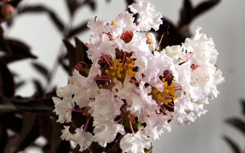 Delta Moonlight Crape Myrtle - 3 Gallon Pot 6 Delta Moonlight Crape Myrtle - 3 Gallon Pot - Image 4