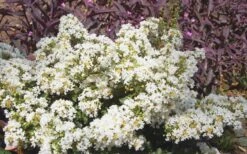 Diamond Dazzle Dwarf Crape Myrtle - 1 Gallon Pot -FruitTree Store Crape Myrtle Diamond Dazzle