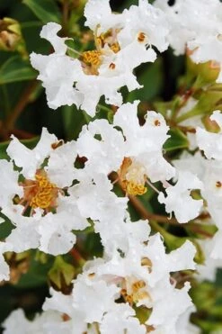 Diamond Dazzle Dwarf Crape Myrtle - 1 Gallon Pot -FruitTree Store Crape Myrtle Diamond Dazzle BS