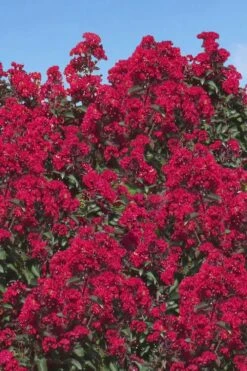 Double Dynamite Crape Myrtle Tree (Single Trunk Tree) - 7 Gallon Pot (5-6') -FruitTree Store Crape Myrtle Double Dynamite 26