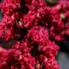 Double Feature Red Crape Myrtle - 3 Gallon Pot -FruitTree Store Crape Myrtle Double Feature 20