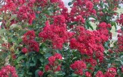 Double Feature Red Crape Myrtle - 3 Gallon Pot 13 Double Feature Red Crape Myrtle - 3 Gallon Pot -FruitTree Store Crape Myrtle Double Feature 50