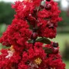 Dynamite Red Crape Myrtle - 1 Gallon Pot -FruitTree Store Crape Myrtle Dynamite Rev 2 500x750 1