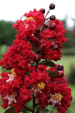 Dynamite Red Crape Myrtle - 7 Gallon Pot (5-6') 11 Dynamite Red Crape Myrtle - 7 Gallon Pot (5-6') -FruitTree Store Crape Myrtle Dynamite Rev 2 500x750 2
