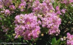 Early Bird Lavender Crape Myrtle - 3 Gallon Pot -FruitTree Store Crape Myrtle Early Bird Lavender 6