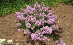 Early Bird Lavender Crape Myrtle - 3 Gallon Pot -FruitTree Store Crape Myrtle Early Bird Lavender 7
