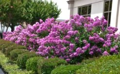Early Bird Purple Crape Myrtle - 2 Gallon Pot 10 Early Bird Purple Crape Myrtle - 2 Gallon Pot -FruitTree Store Crape Myrtle Early Bird Purple 2