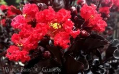 Ebony Flame Crape Myrtle - 7 Gallon Pot (4-5') -FruitTree Store Crape Myrtle Ebony Flame 2