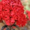 Ebony Flame Crape Myrtle - 3 Gallon Pot 2 Ebony Flame Crape Myrtle - 3 Gallon Pot -FruitTree Store Crape Myrtle Ebony Flame 21 1