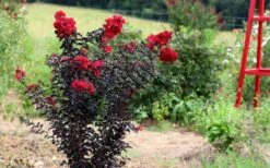 Ebony Flame Crape Myrtle - 3 Gallon Pot -FruitTree Store Crape Myrtle Ebony Flame Tree 1