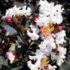 Delta Moonlight Crape Myrtle - 3 Gallon Pot -FruitTree Store Crape Myrtle Ebony Ivory BS