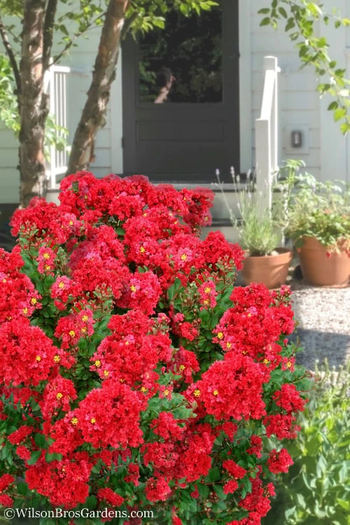 Enduring Summer Red Crape Myrtle - 5 Gallon Pot 3 Enduring Summer Red Crape Myrtle - 5 Gallon Pot