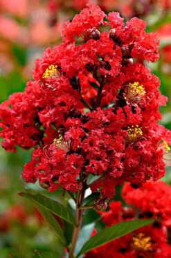 Enduring Summer Red Crape Myrtle - 3 Gallon Pot -FruitTree Store Crape Myrtle Enduring Summer Redr BS