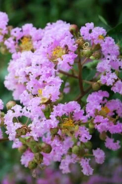 Muskogee Lavender Crape Myrtle Tree (Single Trunk) - 5 Gallon Pot -FruitTree Store Crape Myrtle Muskgogee BS 1
