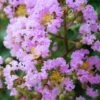 Muskogee Lavender Crape Myrtle - 7 Gallon Pot (4-5') -FruitTree Store Crape Myrtle Muskgogee BS 2