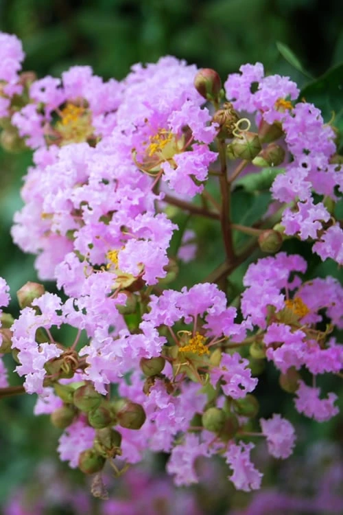 Muskogee Lavender Crape Myrtle - 7 Gallon Pot (4-5') 6 Muskogee Lavender Crape Myrtle - 7 Gallon Pot (4-5') -FruitTree Store Crape Myrtle Muskgogee BS 2