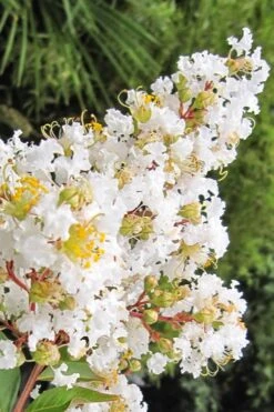 Natchez White Crape Myrtle (Multi Trunk) - 7 Gallon Pot (3-4') 14 Natchez White Crape Myrtle (Multi Trunk) - 7 Gallon Pot (3-4') -FruitTree Store Crape Myrtle Natchez 11 1
