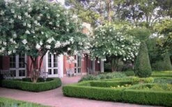 Natchez White Crape Myrtle (Multi Trunk) - 7 Gallon Pot (3-4') 15 Natchez White Crape Myrtle (Multi Trunk) - 7 Gallon Pot (3-4') -FruitTree Store Crape Myrtle Natchez 13 1