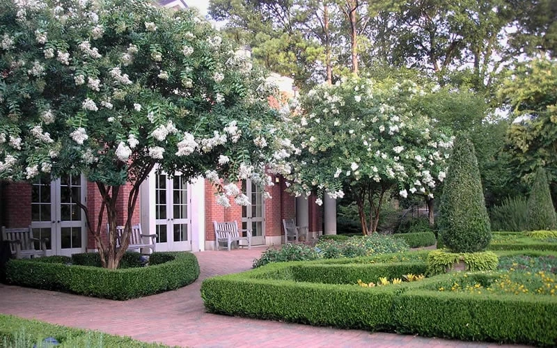 Natchez White Crape Myrtle (Multi Trunk) - 7 Gallon Pot (3-4') 9 Natchez White Crape Myrtle (Multi Trunk) - 7 Gallon Pot (3-4') - Image 7