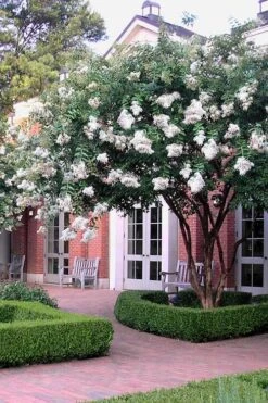 Natchez White Crape Myrtle (Multi Trunk) - 7 Gallon Pot (3-4') 13 Natchez White Crape Myrtle (Multi Trunk) - 7 Gallon Pot (3-4') -FruitTree Store Crape Myrtle Natchez 14 1