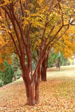 Natchez White Crape Myrtle - 1 Gallon Pot -FruitTree Store Crape Myrtle Natchez 17