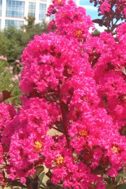 Pink Velour Crape Myrtle Tree - 3 Gallon Pot -FruitTree Store Crape Myrtle Pink Velour 12