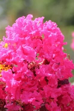 Pink Velour Crape Myrtle Tree - 3 Gallon Pot -FruitTree Store Crape Myrtle Pink Velour 14