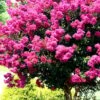 Pink Velour Crape Myrtle Tree - 3 Gallon Pot -FruitTree Store Crape Myrtle Pink Velour 17