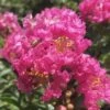Pocomoke Dwarf Crape Myrtle - 3 Gallon Pot -FruitTree Store Crape Myrtle Pocomoke 26 1
