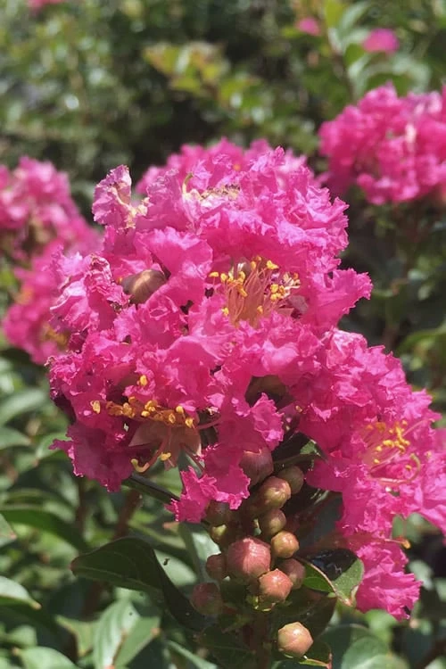 Pocomoke Dwarf Crape Myrtle - 1 Gallon Pot 3 Pocomoke Dwarf Crape Myrtle - 1 Gallon Pot