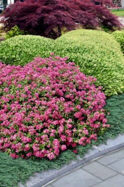 Pocomoke Dwarf Crape Myrtle - 1 Gallon Pot 10 Pocomoke Dwarf Crape Myrtle - 1 Gallon Pot -FruitTree Store Crape Myrtle Pocomoke 27