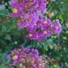 Purple Cow Crape Myrtle - 2 Gallon Pot 1 Purple Cow Crape Myrtle - 2 Gallon Pot -FruitTree Store Crape Myrtle Purple Cow 1