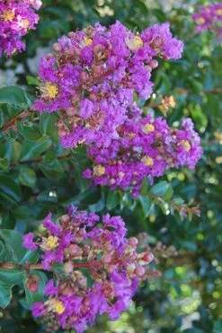 Purple Cow Crape Myrtle - 2 Gallon Pot