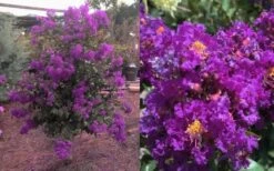 Purple Magic Crape Myrtle Tree (Multi Trunk) - 7 Gallon Pot -FruitTree Store Crape Myrtle Purple Magic 12