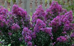 Purple Magic Crape Myrtle Tree (Multi Trunk) - 7 Gallon Pot -FruitTree Store Crape Myrtle Purple Magic 13