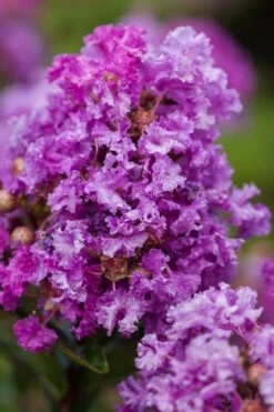 Purple Magic Crape Myrtle Tree (Single Trunk) - 7 Gallon Pot (6-7') -FruitTree Store Crape Myrtle Purple Magic 20 500x750 1