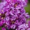 Purple Magic Crape Myrtle - 3 Gallon Pot -FruitTree Store Crape Myrtle Purple Magic 20 500x750 3