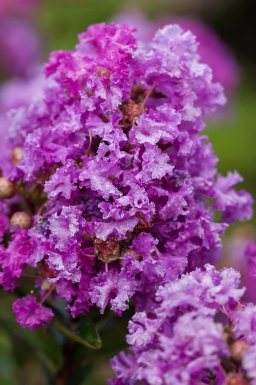 Purple Magic Crape Myrtle - 3 Gallon Pot 3 Purple Magic Crape Myrtle - 3 Gallon Pot -FruitTree Store Crape Myrtle Purple Magic 20 500x750 3