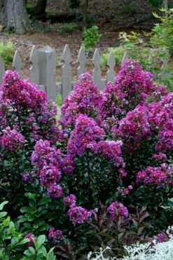 Purple Magic Crape Myrtle - 3 Gallon Pot -FruitTree Store Crape Myrtle Purple Magic 500x750 1