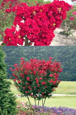 Red Rocket Crape Myrtle - 3 Gallon Pot -FruitTree Store Crape Myrtle Red Rocket 500x750 1