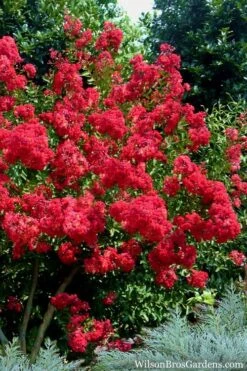 Red Rocket Crape Myrtle - 3 Gallon Pot -FruitTree Store Crape Myrtle Red Rocket 7