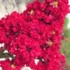 Red Rocket Crape Myrtle - 3 Gallon Pot -FruitTree Store Crape Myrtle Red Rocket Closeup 500x750 1