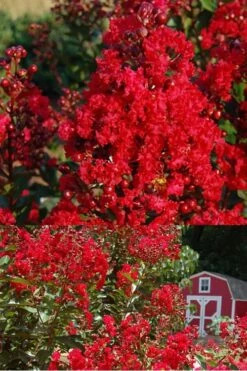 Red Rooster Crape Myrtle - 7 Gallon Pot -FruitTree Store Crape Myrtle Red Rooster 2 500 x750
